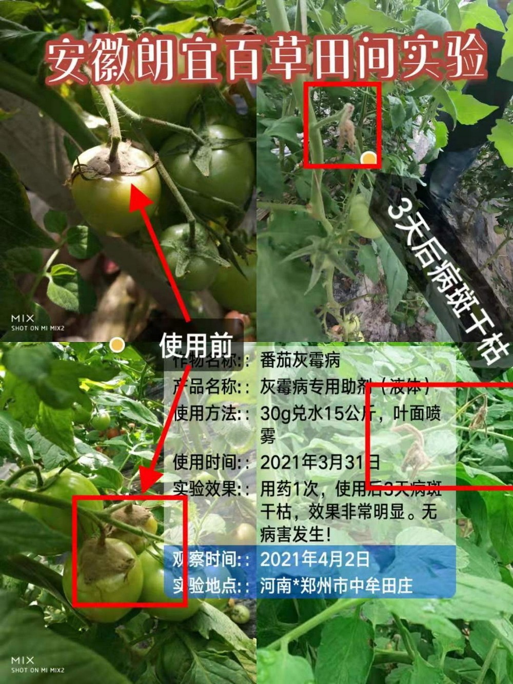 灰霉病